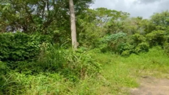 Terreno em leilão em Igarassu