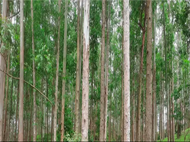 Terreno - Rio do Campo - SC