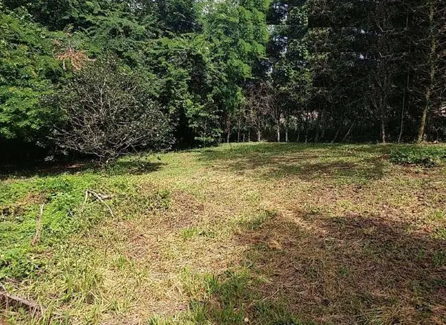 terreno em leilão em Santa Rosa de Viterbo