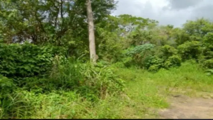 Terreno em leilão em Igarassu