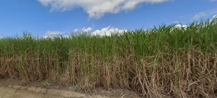 Terreno em leilão em Igarassu