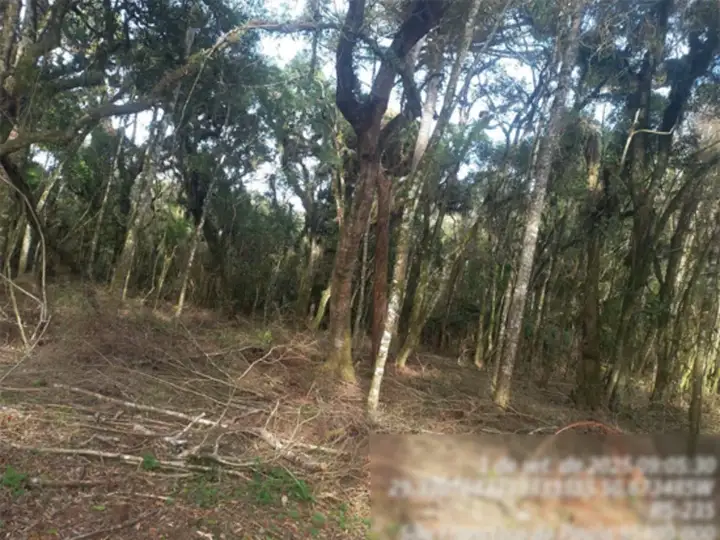 Terreno em leilão em São Francisco de Paula