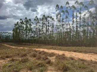 Fazenda A.T. 158 ha - Distrito de Esteios, Luz/MG