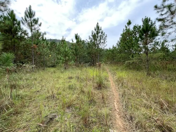 Terrenos Urbanos em leilão em Guaramirim