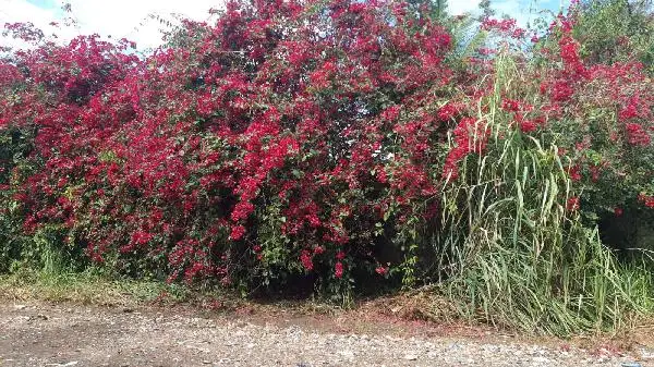 Terreno em leilão em Serra