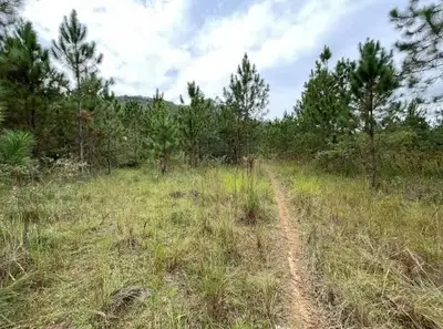Terrenos Urbanos em leilão em Guaramirim