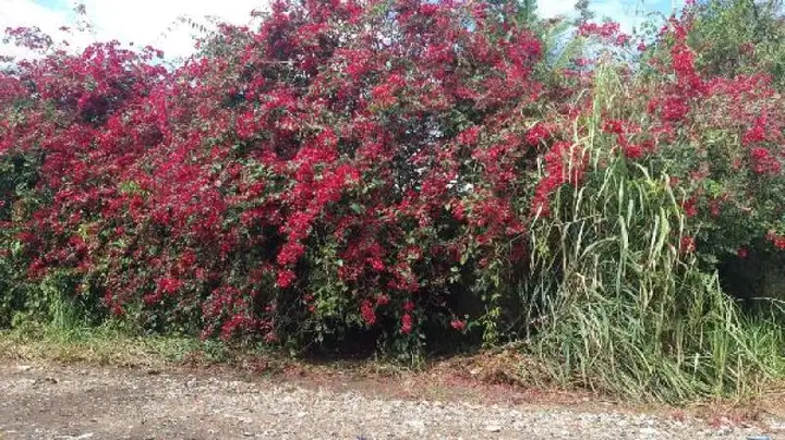 Casa em leilão em Serra